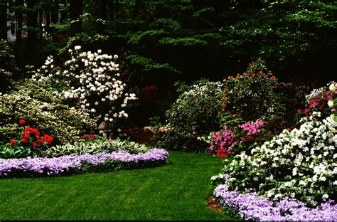 Landscaping with Rhododendrons and Azaleas