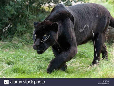 Image result for stalking panther | Cat photo, Animals, Black panther