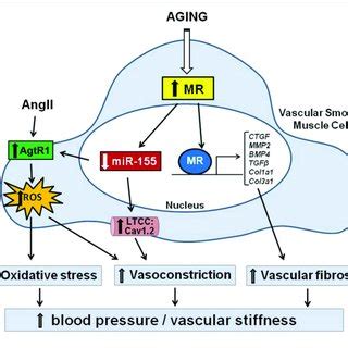 | Diagram represents signaling for the contribution of... | Download Scientific Diagram