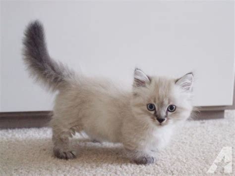 Ragdoll Munchkin Kittens