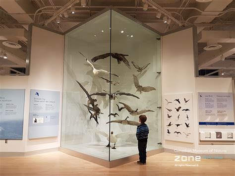 Museum Display Cases - Canadian Museum of Nature | Zone Display Cases