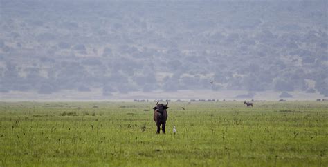 Akagera National Park in Rwanda - Journeys by Design