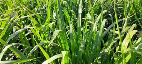 Juncao Grass Farming » Greenwood Kikwetu Ranch