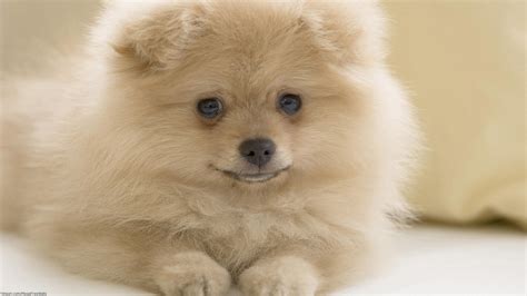 Pomeranian Picture - Image Abyss