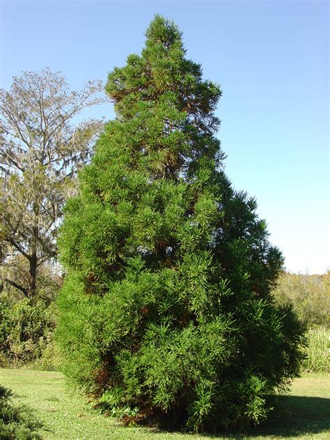 Many Shapes and Sizes Of Cryptomerias | What Grows There :: Hugh Conlon ...