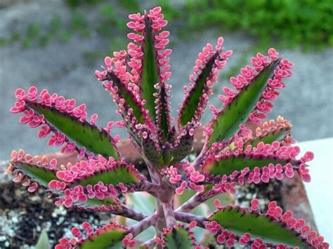 Cuidados del Kalanchoe “mariposas rosadas”