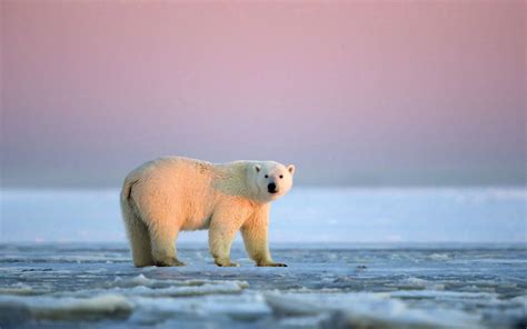 Polar Bears Wallpaper Hd