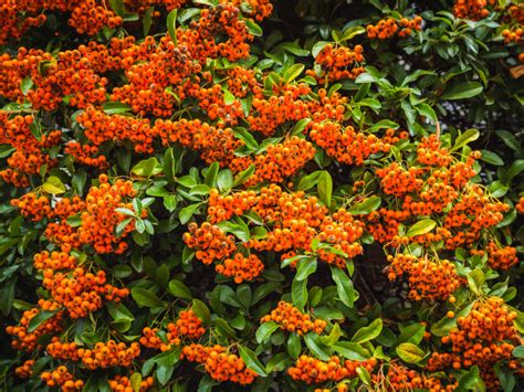 Propagating Pyracantha: 'You'll Find The Semi-Ripe Cuttings Have A ...