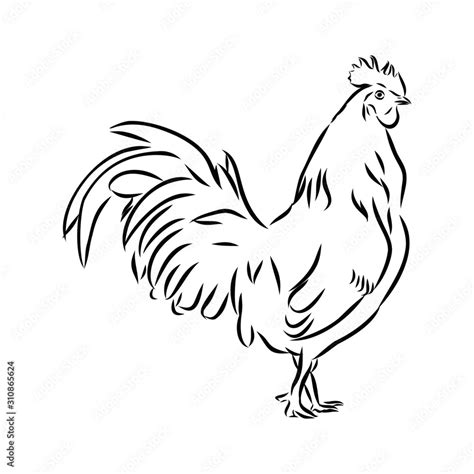 rooster isolated on white background Stock Vector | Adobe Stock