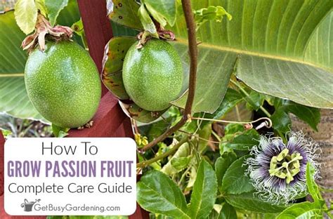 Growing Passion Fruit: Complete Plant Care Guide