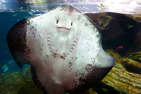 Rays, Batoidea in the Water. Qawra, Malta Stock Image - Image of ...