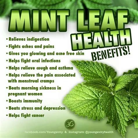 rainbowdiary: Mint Leaves And Health Benefits