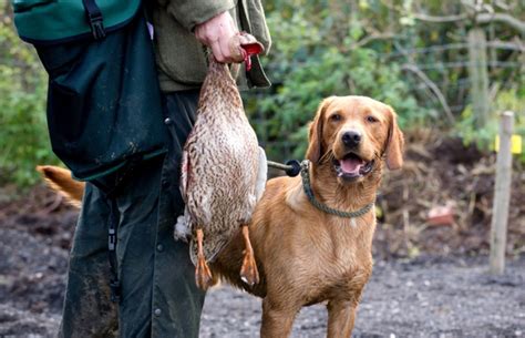 Chesapeake Bay Retriever - NSSF Let's Go Hunting