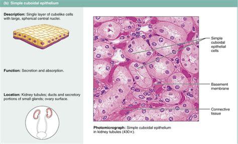 Simple Cuboidal Epithelium Flashcards | Quizlet