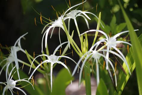 The 20 Most Beautiful Native South Florida Flowers