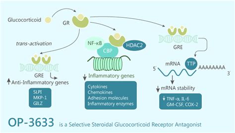 Glucocorticoid Receptor Archives - Immune System Research