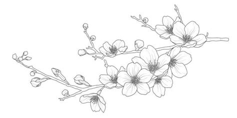 Tips for Creating Inspiring Illustrations of Cherry Blossoms | Cherry ...