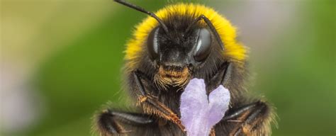 We Have The First Evidence of Bumble Bees Playing With Toys, And It's Utterly Adorable ...