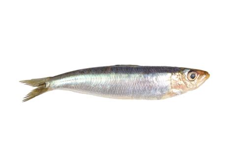 SARDINE definition and meaning | Collins English Dictionary