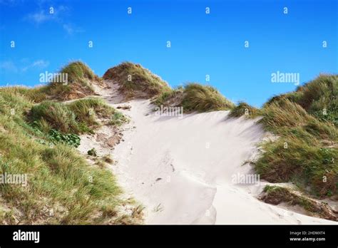 dune, marram grass, dunes Stock Photo - Alamy