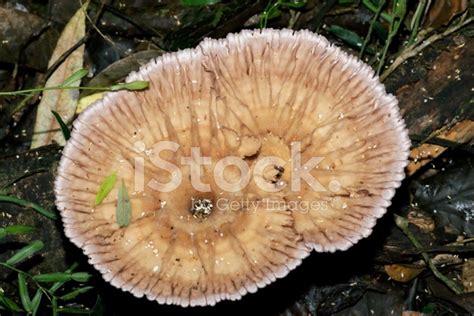 Nature Backgrounds - Fungi Stock Photo | Royalty-Free | FreeImages