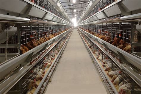 Contract Poultry Farming Companies Near Me - Transform Your Poultry Business with HIGHTOP