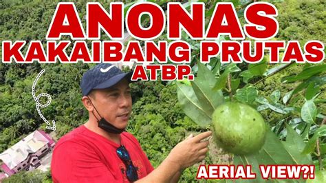 ANONAS FRUIT (CHERIMOYA) ATBP. ALAMIN KUNG ANO ITO! | Biyaherong Batangueno - YouTube