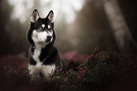 Husky Puppy Hd Wallpaper - Infoupdate.org