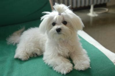 Toy Maltese