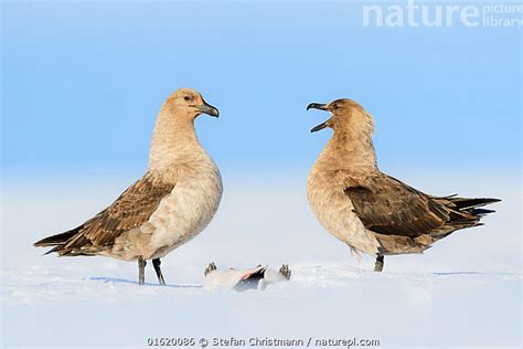 Nature Picture Library South polar skuas (Stercorarius maccormick ...