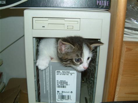 File:Computer-kitten.jpg - Wikimedia Commons
