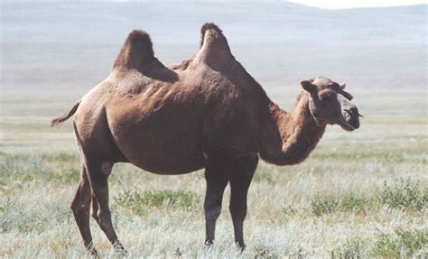 Wild Bactrian Camel – Camelus ferus | Facts About Animals