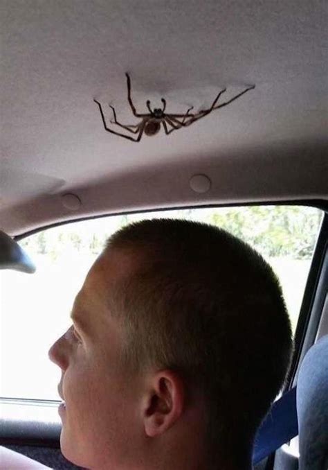 Spider in the car | Odd Stuff Magazine