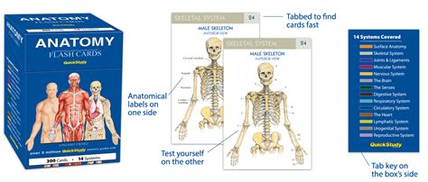 clarissa055: Anatomy Flashcards For Medical Students