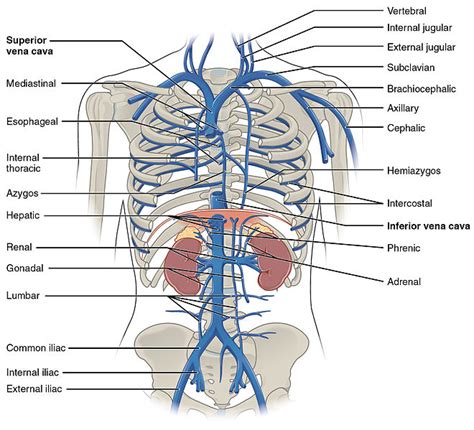 Difference Between Superior and Inferior Vena Cava - Pediaa.Com