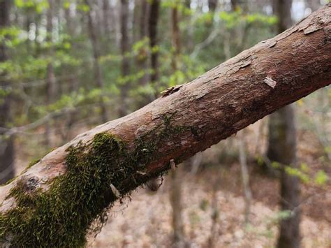 Sparkleberry; Farkleberry (Vaccinium arboreum) Bark | Western Carolina Botanical Club