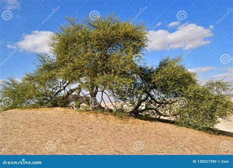 Flowering Acacia in Sahara, Egypt Stock Photo - Image of rough, flowers ...