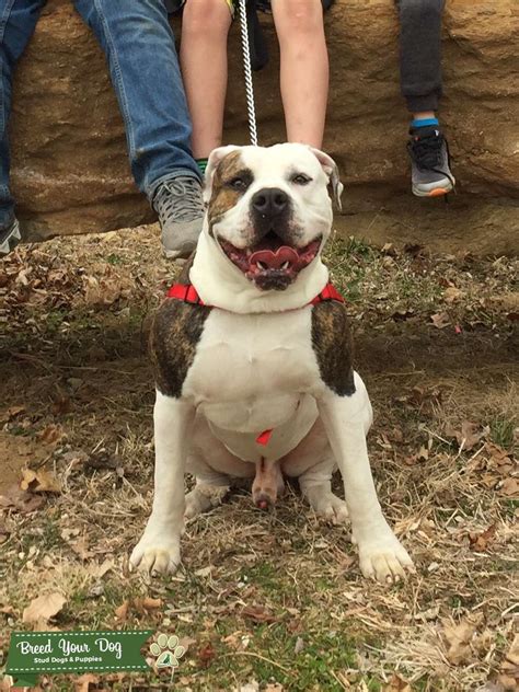 Stud White/Brindle American Bulldog - Stud Dog in Midwest, United ...