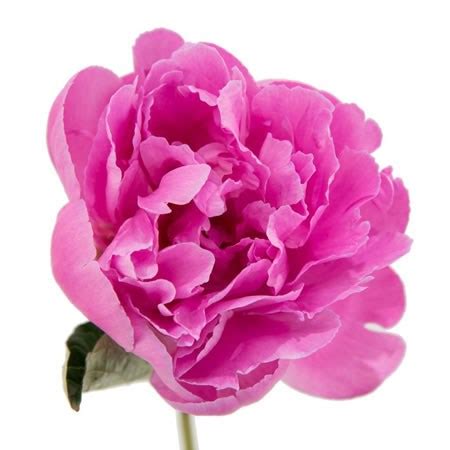 PEONY DR ALEXANDER FLEMING 55cm | Wholesale Dutch Flowers & Florist Supplies UK