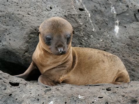 Why are sea lions dying off the coast of California - Business Insider