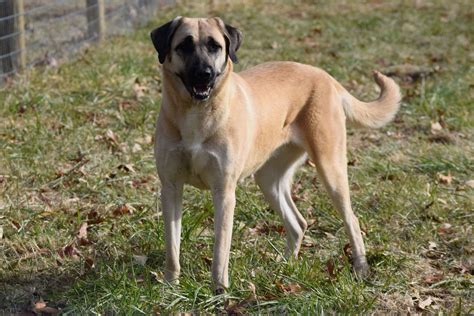 Skyview Anatolians - Anatolian Shepherd Dog Puppies For Sale - Born on ...