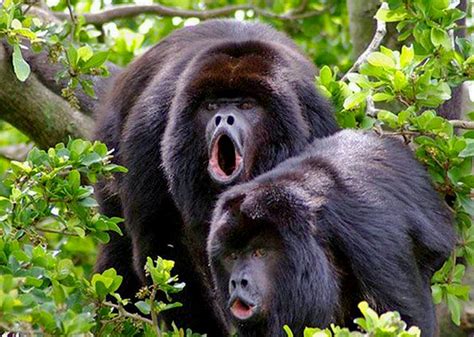 Black Howler Monkeys of Belize