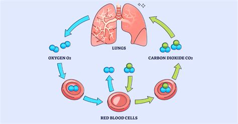 Gas Exchange: Overview and Practice Questions (2024)