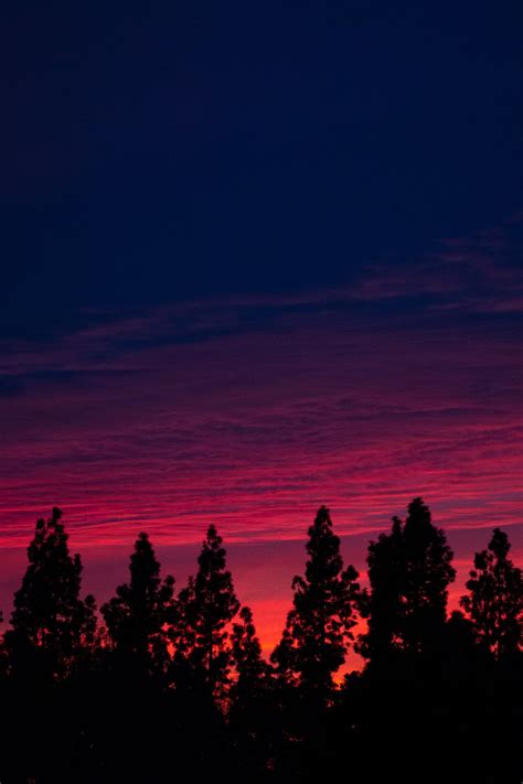 Sunset Pine Tree Art | Pine tree art, Sunset wallpaper, Tree art