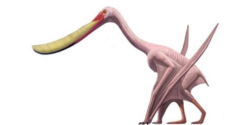 Pterosaur of the Day: Pterodaustro | AMNH