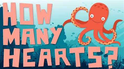 How Many Hearts Does an Octopus Have? 🐙 And Why is Octopus Blood Blue!? 💙 - YouTube