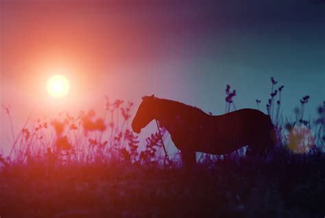 Silhouettes of two horses at sunset | royalty free image