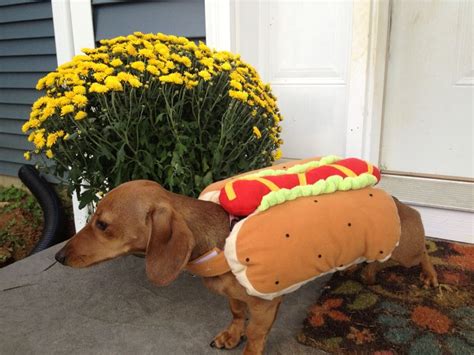 Hot dog costume on a weiner dog!!! | Hotdog costume, Weiner dog, Dog ...