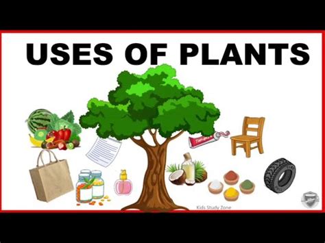 Uses of Plants - YouTube