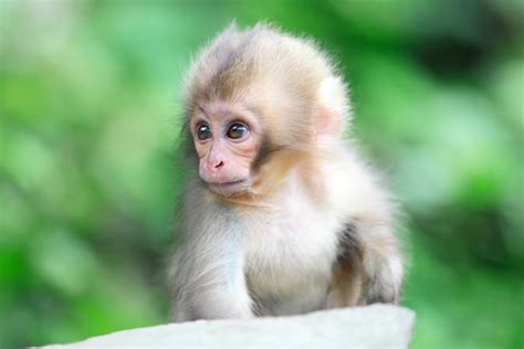 Baby Monkeys Wallpapers - Wallpaper Cave